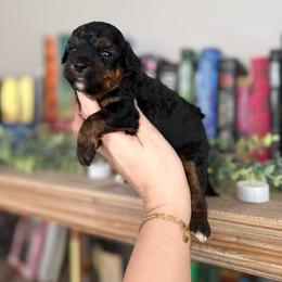 Ben - Phantom male Goldendoodle puppy in Spring Hill, Florida from Parisian Puppies