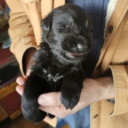 Keeper (Black collar) - Black male German Shepherd puppy in Columbus, Indiana from Stony Lonesome GSD