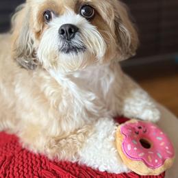 Ava - Shichon