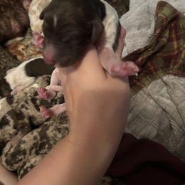 Boy 1 - Parti male Poodle puppy in Livingston, Louisiana from Hades Flame Kennel