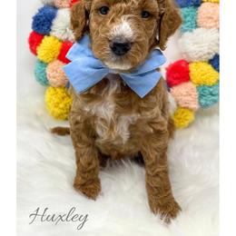 Huxley - Red  male Goldendoodle puppy in State Road, North Carolina from Must Love Doodles