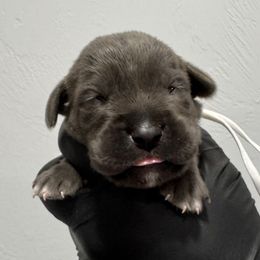 Gray Male 2 - Gray male Cane Corso puppy in Cashion, Oklahoma from APEXOK Cane Corsos LLC