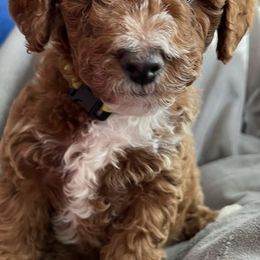 Goldendoodles from Celebrity Doodles MO