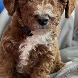 Goldendoodles from Celebrity Doodles MO