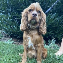 Cassie - Cocker Spaniel