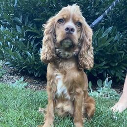 Cassie - Cocker Spaniel