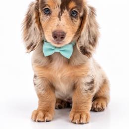 Pearl - Dapple female Dachshund puppy in Illinois from William Rotsaert