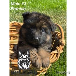 Frankie - Black and red male German Shepherd puppy in Hesperia, California from Von Geesa