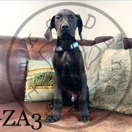 Boy 2 - Great Dane puppy in Stevens Point, Wisconsin from Simko Danes