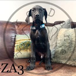 Boy 2 - Great Dane puppy in Stevens Point, Wisconsin from Simko Danes