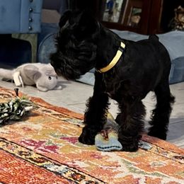 Miniature Schnauzer Puppies from Cedar Ridge Ranch Mini Schnauzers