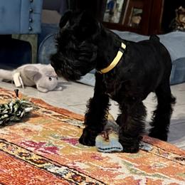 Miniature Schnauzer Puppies from Cedar Ridge Ranch Mini Schnauzers