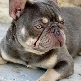 French Bulldogs from Driven Frenchies