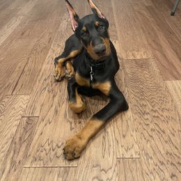 Doberman Pinscher and French Bulldog Puppies from Upper Echelon Kennel