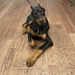 Doberman Pinscher and French Bulldog Puppies from Upper Echelon Kennel