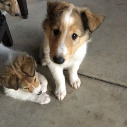Collie Puppies from Flying W Collies
