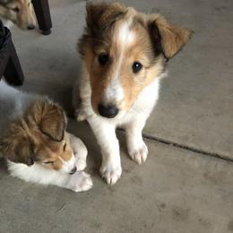 Collie Puppies from Flying W Collies