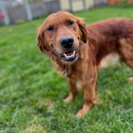 Jetta - Golden Retriever