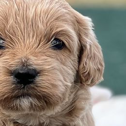 Aussiedoodles, Bernedoodles, Cockapoos, and Goldendoodles from Puppy Love Doodles