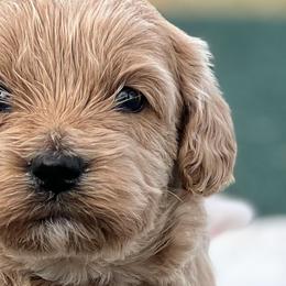 Aussiedoodles, Bernedoodles, Cockapoos, and Goldendoodles from Puppy Love Doodles