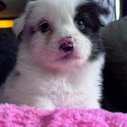 Junior mint - Blue merle female Australian Shepherd puppy in Chaplin, Connecticut from Mystic Moon