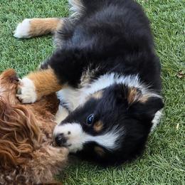 Oliver - Black tri male Toy Australian Shepherd puppy in Windom, Texas from Wild Farm Puppies