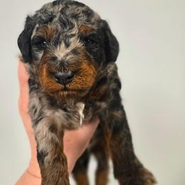 Boy 2 - Blue merle male Aussiedoodle puppy in Conklin, Michigan from Lake Michigan Couture Cavapoos & Cockapoos