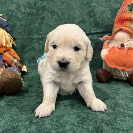 8th pick - Light golden male Golden Retriever puppy in Monroe, Tennessee from Dale Hollow Goldens