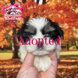 ADOPTED - Piebald male Morkie puppy in Asheville, North Carolina from Miniature Blessings