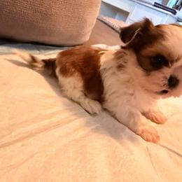 Luis G - Liver and white male Shih Tzu puppy in Apple Valley, California from Garcia_shihtzu