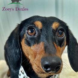 Molly - Dachshund