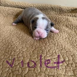 Violet - Lilac female Boston Terrier puppy in Brown City, Michigan from Mae Boston Terriers