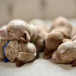 Boy 3 Selection - Apricot male Cavapoo puppy in Pleasant Hill, Iowa from Harvest Creek