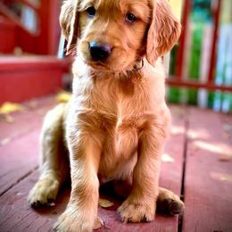 Golden Retriever Puppies from Rowan Retrievers