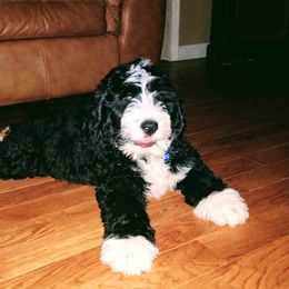 Bernedoodle and Double Doodle Puppies from Cloud Nine Doodles