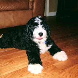 Bernedoodle and Double Doodle Puppies from Cloud Nine Doodles