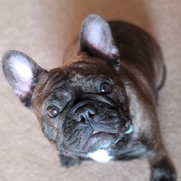 Bubbles - French Bulldog