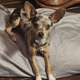 ROSCO - Chihuahua