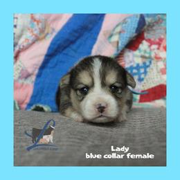 Blue female - Black and tan female Pembroke Welsh Corgi puppy in Wayne City, Illinois from Lash Livestock & Corgis