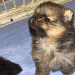 Salem - Orange sable male Pomeranian puppy in Zavalla, Texas from Precious Puff Poms