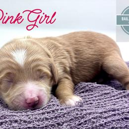 Pink Girl - Red  female Goldendoodle puppy in Travelers Rest, South Carolina from Bailey Mountain Doodles