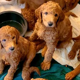 Goldendoodles from Myers Goldendoodles