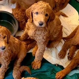 Goldendoodles from Myers Goldendoodles