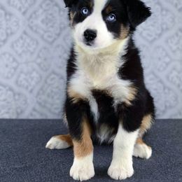 Australian Shepherd and Miniature Australian Shepherd Puppies from 3Laussies
