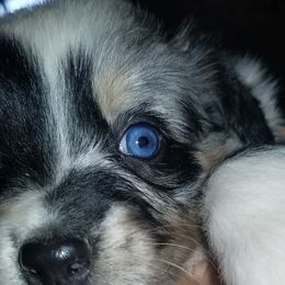 Australian Shepherd Puppies from Sassy Australian Shepherds