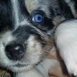 Australian Shepherd Puppies from Sassy Australian Shepherds