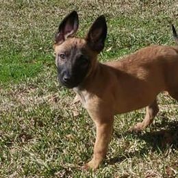 Belgian Malinois and Dutch Shepherds from Sublime Valor K9