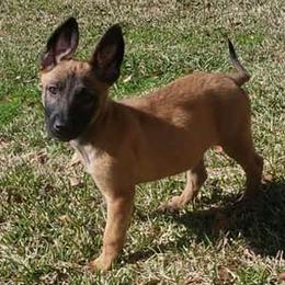 Belgian Malinois and Dutch Shepherds from Sublime Valor K9