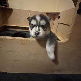 Pomsky puppies from JHS Pomskies