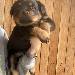 Orange male - Black and mahogany male Rottweiler puppy in Marysville, Washington from Iron Crown